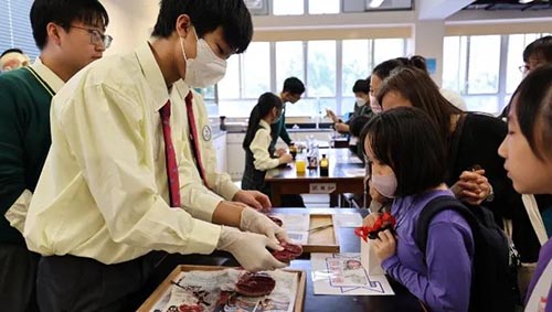 香港插班|香港升学|香港|香港小学|香港中学|香港教育局|香港教育局派位|香港Band1学校